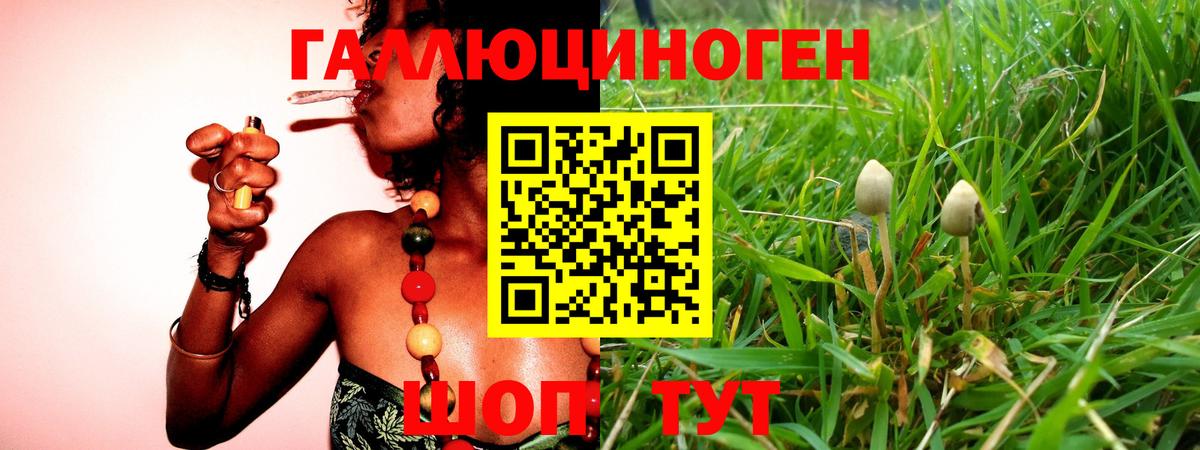 Псилоцибиновые грибы GOLDEN TEACHER Мурино