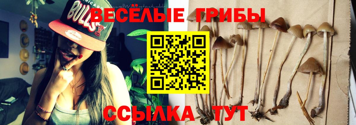 Псилоцибиновые грибы MAGIC MUSHROOMS  Вход с VPN  Псилоцибиновые грибы Cubensis  Мурино 